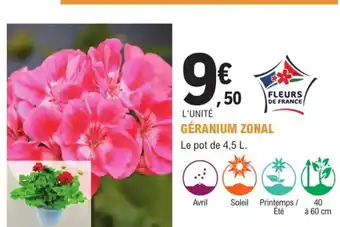 E.Leclerc Jardi Géranium Zonal offre