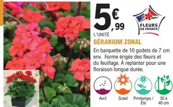 E.Leclerc Jardi Géranium Zonal offre