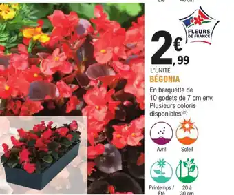 E.Leclerc Jardi Bégonia offre