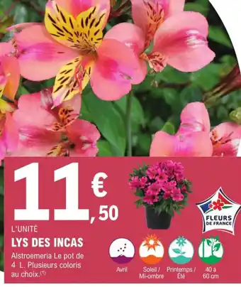 E.Leclerc Jardi Lys des Incas offre