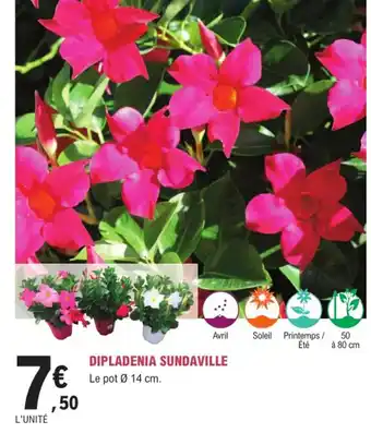 E.Leclerc Jardi Dipladenia Sundaville offre