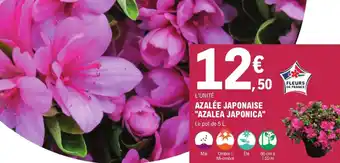 E.Leclerc Jardi Azalée Japonaise Azalea Japonica offre