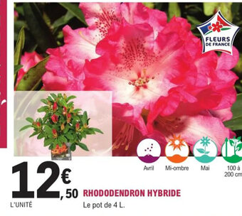 E.Leclerc Jardi Rhododendron Hybride offre