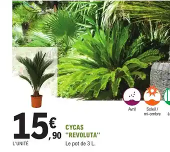 Cycas Revoluta