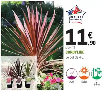 E.Leclerc Jardi Cordyline offre