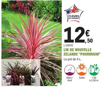 E.Leclerc Jardi Lin de Nouvelle Zelande Phormium offre