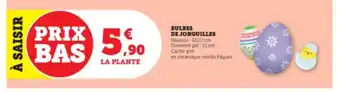 Super U Bulbes De Jonquilles offre