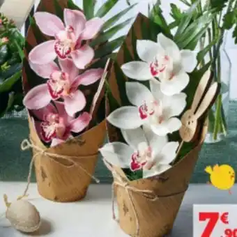 Super U Composition De Cymbidiums offre