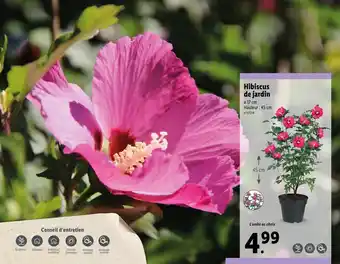 Lidl Hibiscus de jardin offre