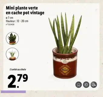 Lidl Mini plante verte en cache pot vintage offre