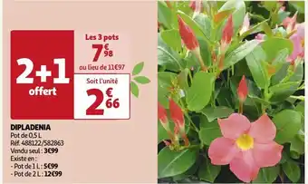 Auchan Dipladenia offre