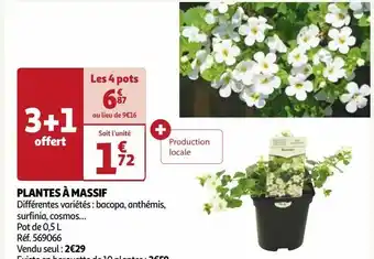 Auchan Plantes à massif offre