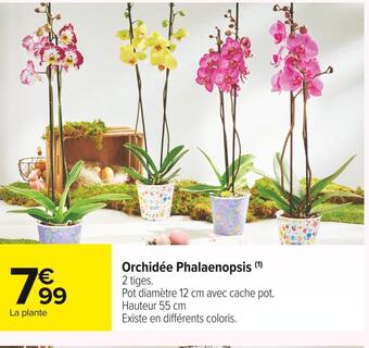 Carrefour Market Orchidée phalaenopsis offre