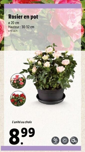 Lidl Rosier En Pot offre