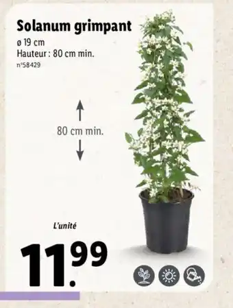 Solanum Grimpant