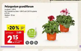 Lidl Pelargonium Grandiflorum offre