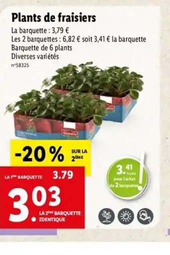 Lidl Plants De Fraisiers offre