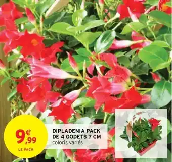 Intermarché Dipladenia pack de 4 godets 7 cm offre