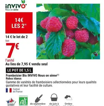 Gamm vert Invivo nous on sème framboisier bio rubus idaeus offre