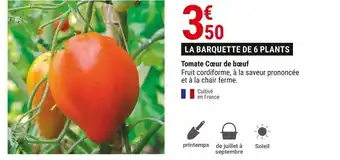 Gamm vert Tomate cœur de bœuf offre