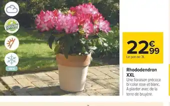 Carrefour Rhododendron xxl offre