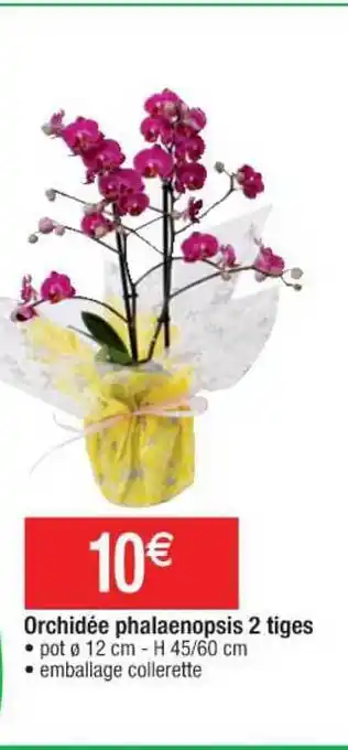 Cora x Carrefour Orchidée Phalaenopsis 2 Tiges offre