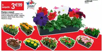 Cora x Carrefour Plantes à fleurs offre