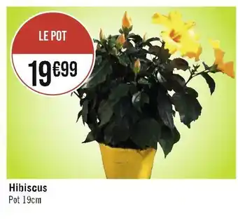 Hibiscus