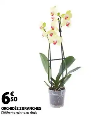 Auchan ORCHIDÉE 2 BRANCHES offre