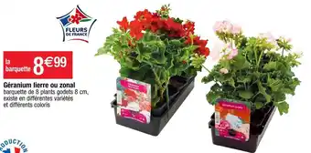 Cora x Carrefour Géranium lierre ou zonal offre