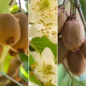 Kit kiwis : 2 femelles hayward et kiwidoo + 1 mâle tomuri