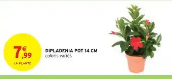 Intermarché Dipladenia Pot 14 cm offre