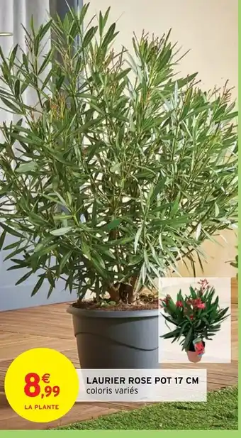 Intermarché Laurier Rose Pot 17 cm offre