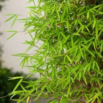 Bambou non traçant : fargesia 'angustissima'