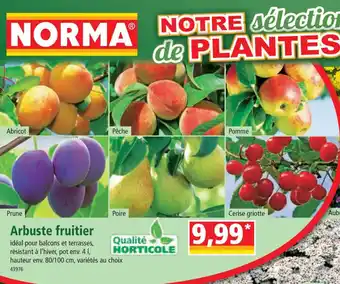 Norma Arbuste fruitier offre