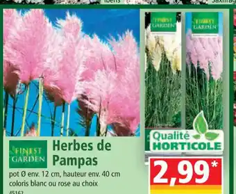 Norma herbes de pampas offre