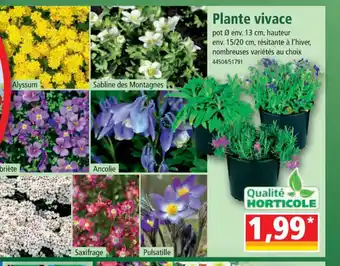 Norma Plante vivace offre