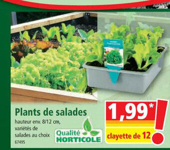 Norma Plants de salades offre