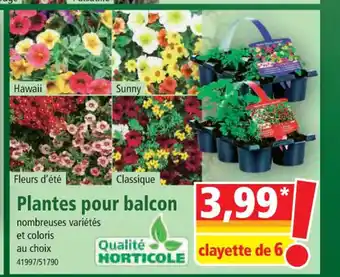 Norma Plantes pour balcon offre