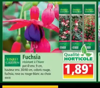 Norma Fuchsia offre