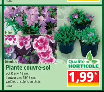 Norma Plante couvre sol offre