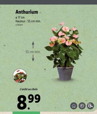 Lidl Anthurium offre