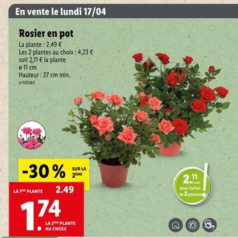 Lidl Rosier en pot offre