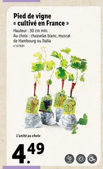 Lidl Pied de vigne cultivé en france offre