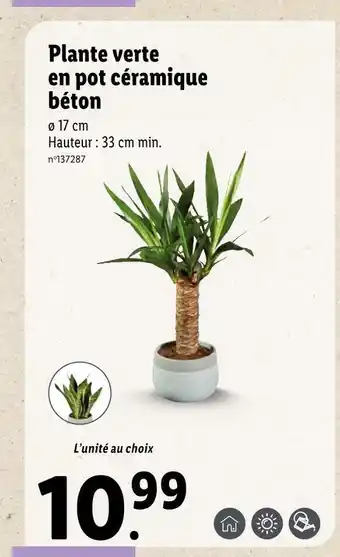 Plante verte en pot céramique béton