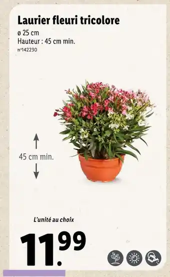 Laurier fleuri tricolore