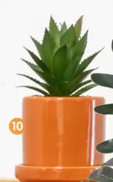 b&m Cactus en pot offre