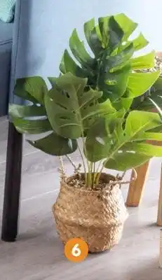 b&m Monstera avec panier offre