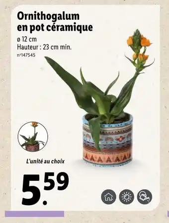 Lidl Ornithogalum en pot céramique offre