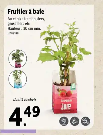 Lidl Fruitier à baie offre